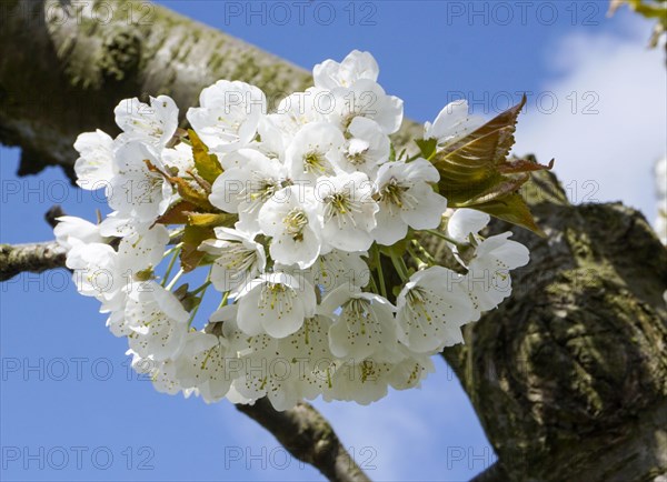 Apple tree blossom in an orchard in Werder, 22/04/2016