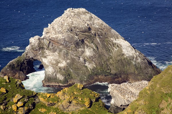 Northern Gannet bird colony, Morus bassanus, The Greing stacks, Hermaness, Unst, Shetland Islands, Scotland, United Kingdom, Europe