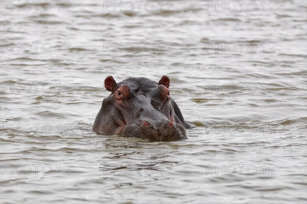 Hippopotamus (Hippopotamus amphibius), adult in water, looking at camera, head close-up, Sunset Dam, Kruger National Park, South Africa, Africa