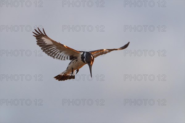 Pied kingfisher (Ceryle rudis), adult female, in hovering flight, fishing in the morning light, Kruger National Park, South Africa, Africa