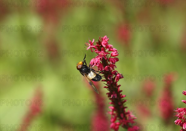 Pellucid fly (Volucella pellucens), on candle knotweed (Polygonum amplexicaule) North Rhine-Westphalia, Germany, Europe