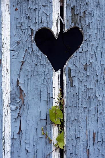 Wooden door with heart, stable door, light-coloured varnish, weathered, leaves of knotweed (Fallopia baldschuanica), old farmhouse, idyll, romantic, Nidda, Vogelsberg, Wetterau, Hesse, Germany, Europe