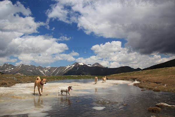 Dogs playing in a shallow body of water against a backdrop of snowy mountains and clouds, Amazing Dogs in the Nature