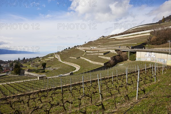 View of Lake Geneva and vineyard terraces in the UNESCO World Heritage Lavaux vineyard terraces near Corsier-sur-Vevey, Riviera-Pays-d'Enhaut district, Vaud, Switzerland, Europe