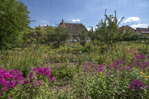 Farmer's garden with thatched farmhouse from the 19th century, in the open-air museum for folklore Schwerin-Muess, Mecklenburg-Vorpommerm, Germany, Europe