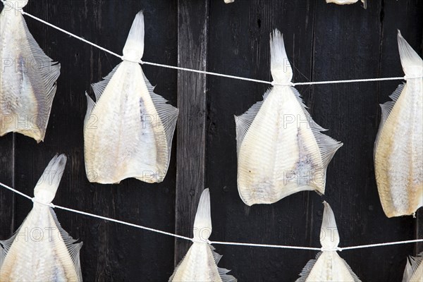 Fish drying on frame, Zuiderzee museum, Enkhuizen, Netherlands