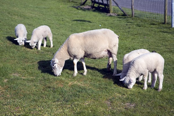 Lambs and sheep in field, Texel, Netherlands