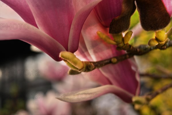 Iserlohn. Thanks to the climate change, early spring has come earlier than usual. The flowering plants in the front gardens are already showing their splendour. Thanks to climate change, early spring is coming earlier than usual this year