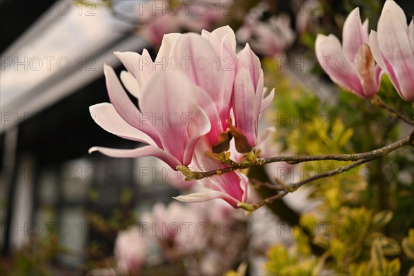 Iserlohn. Thanks to the climate change, early spring has come earlier than usual. The flowering plants in the front gardens are already showing their splendour. Thanks to climate change, early spring is coming earlier than usual this year