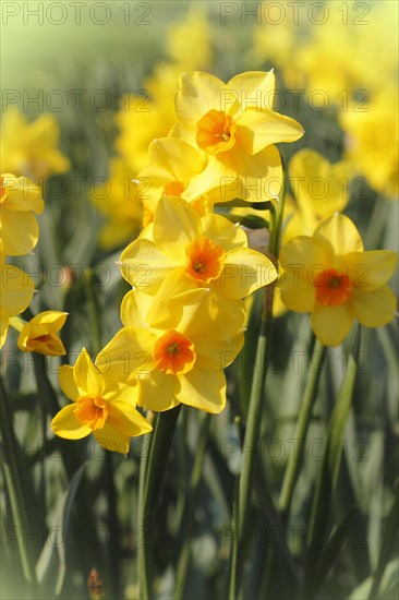 Yellow-orange daffodils (Narcissus), North Rhine-Westphalia, Germany, Europe