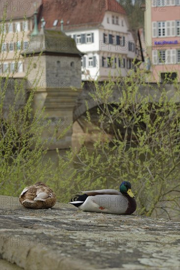 Beginning of spring in Schwaebisch Hall, Henkersbruecke, mallard, ducks, drake, waterfowl, Kocher valley, Kocher, old town, schwaebisch hall, hohenlohe, heilbronn-franken, baden-wuerttemberg, germany