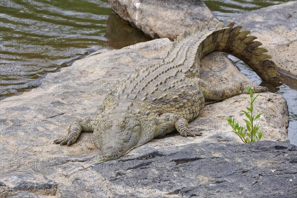 Nile crocodile, (Crocodylus niloticus), adult, sleeping on the rocky bank of the Sabie River, Kruger National Park, South Africa, Africa