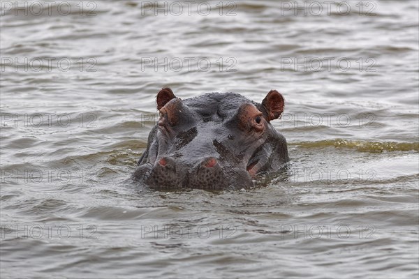 Hippopotamus (Hippopotamus amphibius), adult in water, looking at camera, head close-up, Sunset Dam, Kruger National Park, South Africa, Africa