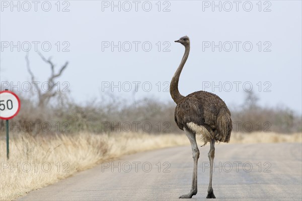 South African ostrich (Struthio camelus australis), adult female standing on the tarred road, next to a speed limit traffic sign, Kruger National Park, South Africa, Africa