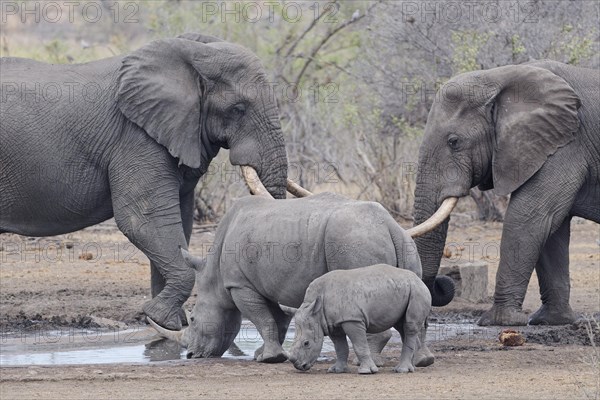 African bush elephants (Loxodonta africana) and Southern white rhinoceroses (Ceratotherium simum simum), elephant bulls and adult female rhino, drinking together at waterhole, while a fearful young rhino stands next to his mother, Kruger National Park, South Africa, Africa