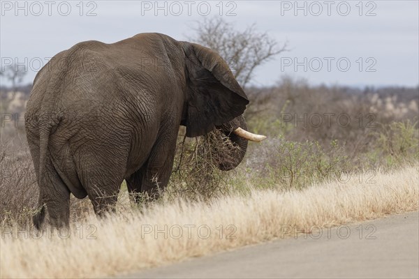 African bush elephant (Loxodonta africana), adult male standing next to the tarred road, feeding on shrubs, Kruger National Park, South Africa, Africa