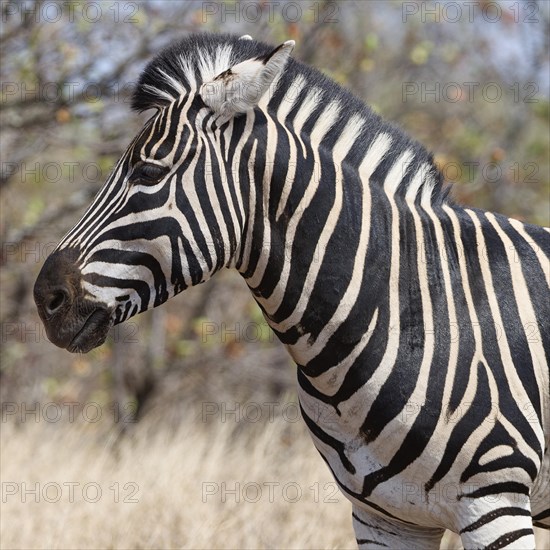 Burchell's zebra (Equus quagga burchellii), adult male standing in dry grass, head profile, animal portrait, Kruger National Park, South Africa, Africa