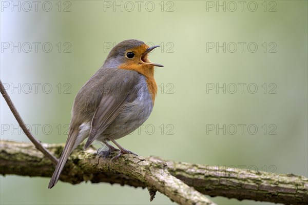European robin (Erithacus rubecula), adult bird, singing, mating season, Ruhraue, Muelheim, Ruhr area, North Rhine-Westphalia, Germany, Europe