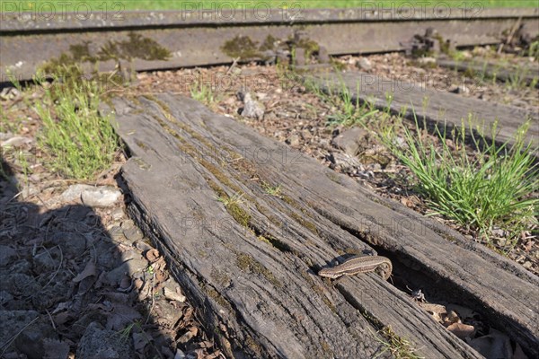 Common wall lizard (Podarcis muralis), adult female, sunbathing in an old railway track, Landschaftspark Duisburg Nord, Ruhr area, North Rhine-Westphalia, Germany, Europe