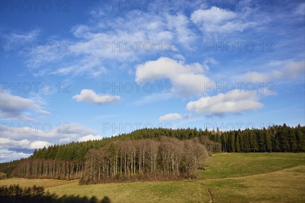Winter landscape in the Black Forest with meadows, birches and conifers and a blue sky with white cumulus humilis clouds near Schuttertal, Ortenaukreis, Baden-Wuerttemberg, Germany, Europe