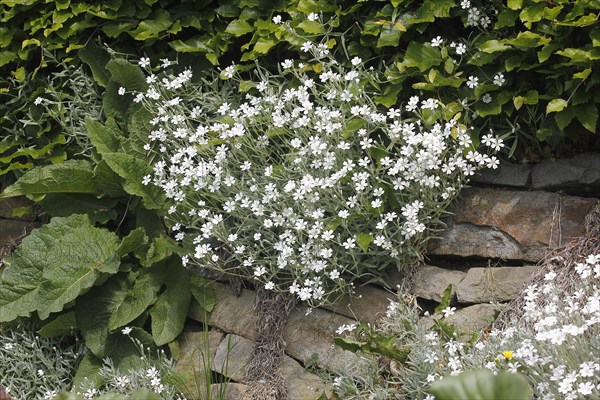 Field chickweed (Cerastium arvense), in flower, North Rhine-Westphalia, Germany, Europe