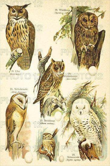 Eurasian eagle-owl (Bubo bubo), tawny owl (Strix aluco Linnaeus), long-eared owl (Asio otus), barn owl (Strix flammea), little owl (Athene noctua), snowy owl (Nytea nyctea), birds of the world, historical illustration 1890