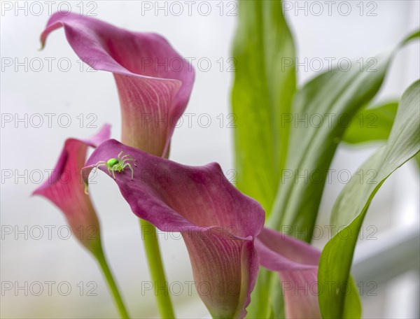 Calla Pasja plant with green spider, spider KI