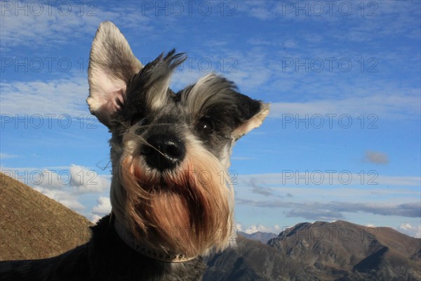 A schnauzer dog with one ear raised against a mountainous backdrop and clear sky, Amazing Dogs in the Nature