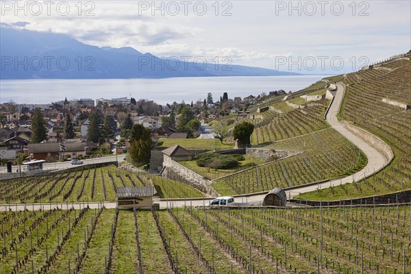 Roads and terraces for winegrowing in the UNESCO World Heritage vineyard terraces of Lavaux with a view of Lake Geneva and the town of Corsier-sur-Vevey, Riviera-Pays-d'Enhaut district, Vaud, Switzerland, Europe