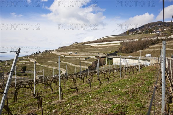 Terraces for viticulture in the UNESCO World Heritage Site Lavaux Vineyard Terraces near Corsier-sur-Vevey, Riviera-Pays-d'Enhaut district, Vaud, Switzerland, Europe