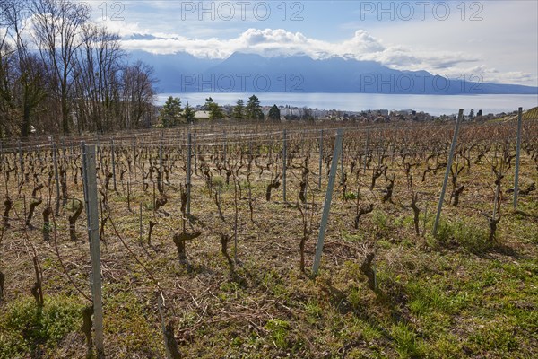 Vineyards on the slopes of Lake Geneva near Corsier-sur-Vevey, Riviera-Pays-d'Enhaut district, Vaud, Switzerland, Europe