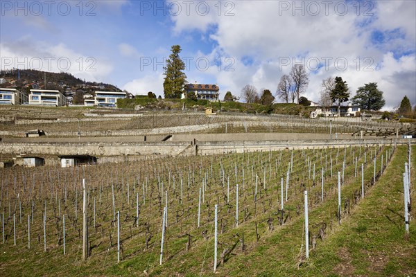 UNESCO World Heritage vineyard terraces of Lavaux with houses and blue, white sky near Jongny, Riviera-Pays-d'Enhaut district, Vaud, Switzerland, Europe