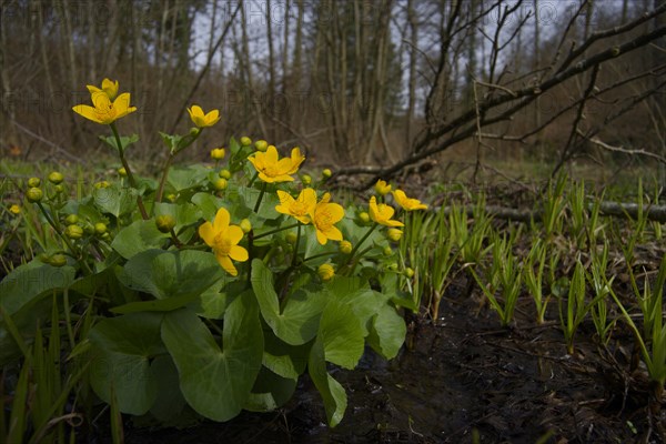 Marsh marigold (Caltha palustris), Arzbachtal, Michelfeld, Lembergwald, Schwaebisch Hall, Schwaebisch-Fraenkischer Wald Nature Park, Hohenlohe, Heilbronn-Franken, Baden-Wuerttemberg, Germany, Europe