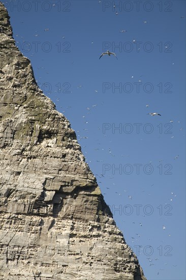 Noup of Noss gannet colony cliffs, Noss, Shetland Islands, Scotland, United Kingdom, Europe