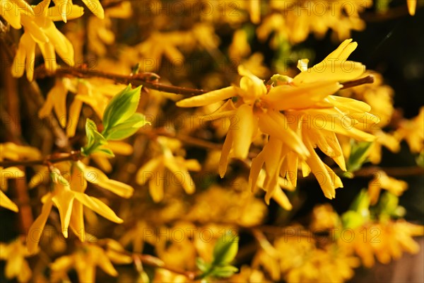 Iserlohn. Thanks to the climate change, early spring has come earlier than usual. The flowering plants in the front gardens are already showing their splendour. Thanks to climate change, early spring is coming earlier than usual this year