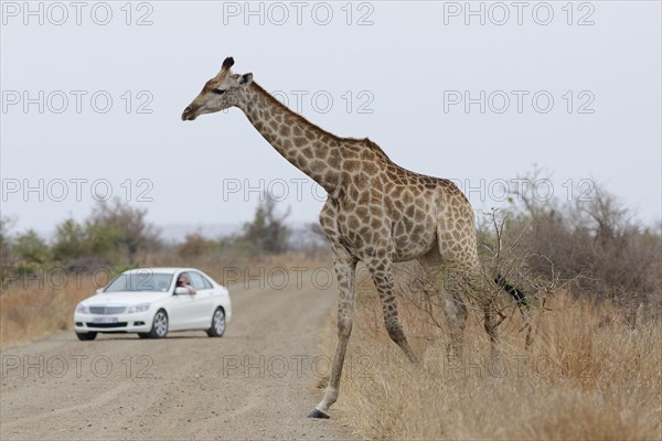 South African giraffe (Giraffa camelopardalis giraffa), adult female crossing the dirt road, in front of a car and its two passengers, Kruger National Park, South Africa, Africa