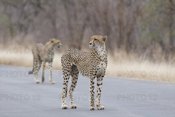 Cheetahs (Acinonyx jubatus), two adults, standing on the tarred road, alert, early in the morning, Kruger National Park, South Africa, Africa