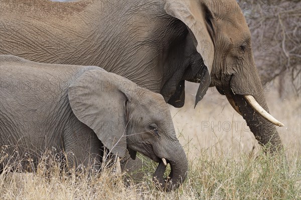 African bush elephants (Loxodonta africana), adult with elephant calf feeding on dry grass, Kruger National Park, South Africa, Africa