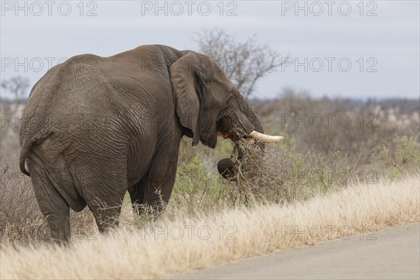 African bush elephant (Loxodonta africana), adult male standing next to the tarred road, feeding on shrubs, Kruger National Park, South Africa, Africa