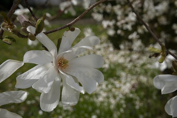 Star magnolia (Magnolia stellata), Magnolia, spring, schwaebisch hall, hohenlohe, heilbronn-franken, baden-wuerttemberg, germanyStar magnolia (Magnolia stellata)
