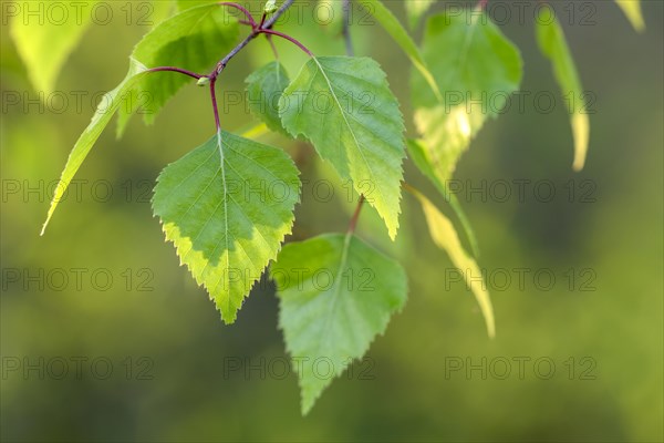 Common birch (Betula pendula), leaves in spring, fresh foliage, in morning light, Duisburg, Ruhr area, North Rhine-Westphalia, Germany, Europe