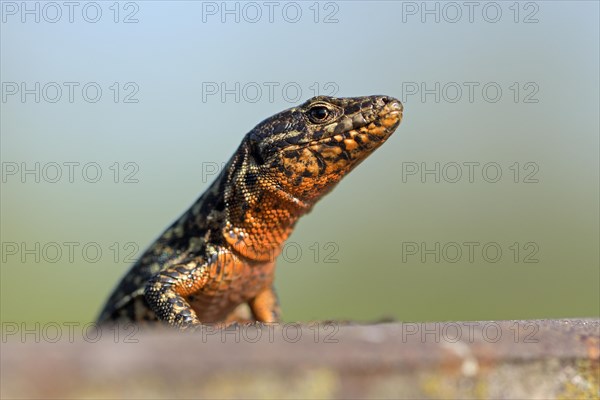 Common wall lizard (Podarcis muralis), adult male, in mating dress, sitting on a rail, in an old railway track, looking attentively, portrait, Landschaftspark Duisburg Nord, Ruhr area, North Rhine-Westphalia, Germany, Europe