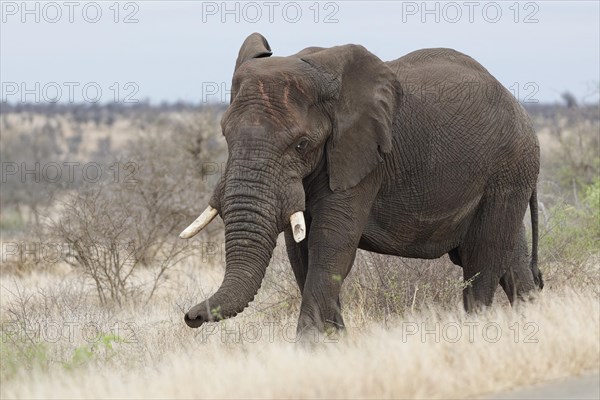 African bush elephant (Loxodonta africana), adult male walking next to the tarred road, foraging, Kruger National Park, South Africa, Africa