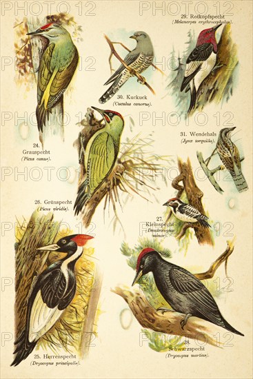 Grey-headed Woodpecker (Picus canus), Pileated Woodpecker (Dryocopus principalis), european green woodpecker (Picus viridis), Lesser Spotted Woodpecker (Dendrocopus minor or Dryobates minor), Black Woodpecker (Dendrocopus martius), Red-headed Woodpecker (Melanerpes erythrocephalus), common cuckoo (Cuculus canorus), Wryneck (Jynx torquilla), Birds of the World, historical illustration 1890