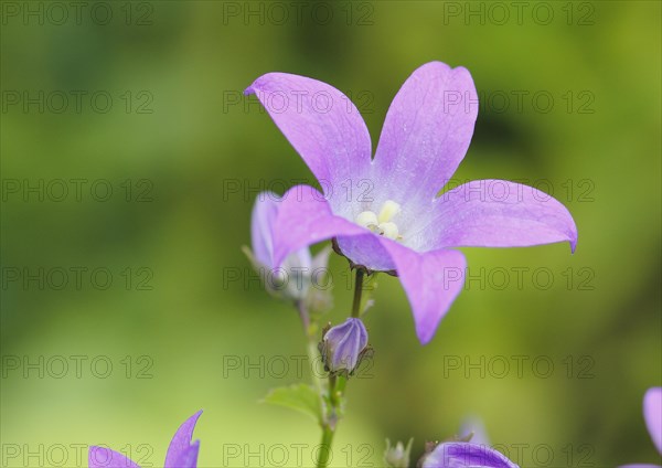 Bellflower (Campanula), North Rhine-Westphalia, Germany, Europe