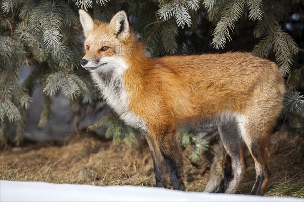 Red fox. Vulpes vulpes. Red fox standing on a forest and watching, Melting snow in spring. Province of Quebec. Canada