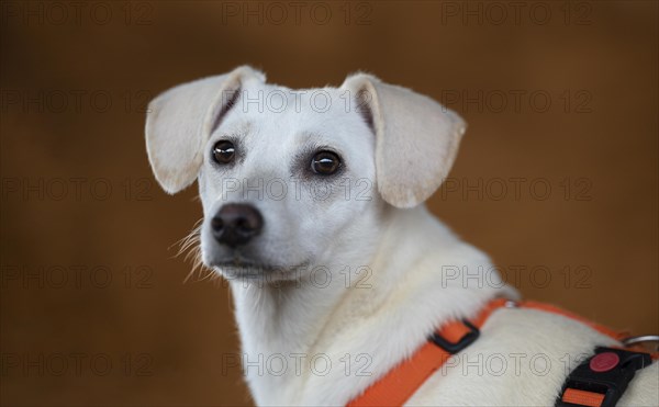 Domestic dog (Canis lupus familiaris), light coat, female, young, animal welfare dog, standing and looking directly at the viewer, close-up, orange coloured harness, background light brown shining and blurred, Hesse, Germany, Europe