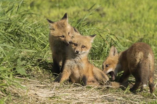 Red fox. Vulpes vulpes. Red fox cubs playing together in a meadow. Province of Quebec. Canada