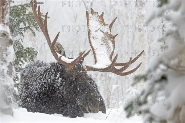 Moose. Alces alces. Bull moose resting under a snowfall in a snow-covered forest in late fall. Gaspesie conservation park. Province of Quebec. Canada