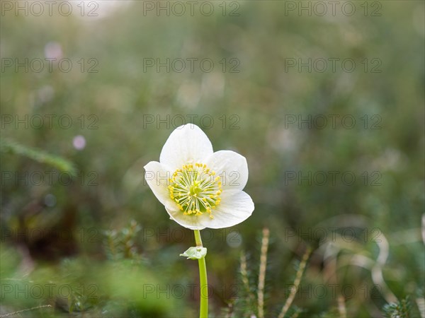 Christmas rose (Helleborus niger), near Tragoess, Styria, Austria, Europe